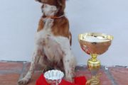 Vencedor Troféu Melhor Cão